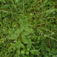 Cynoglossum zeylanicum (Sw. ex Lehm.) Thunb. ex Brand